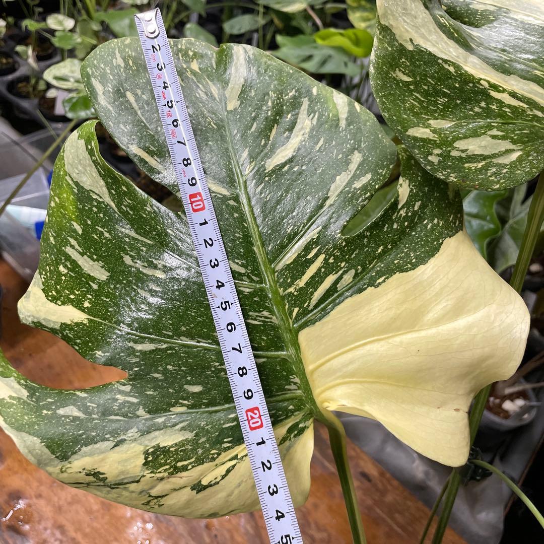 根っこバチバチ　モンステラ　クリームブリュレ　鉢17㎝サイズ