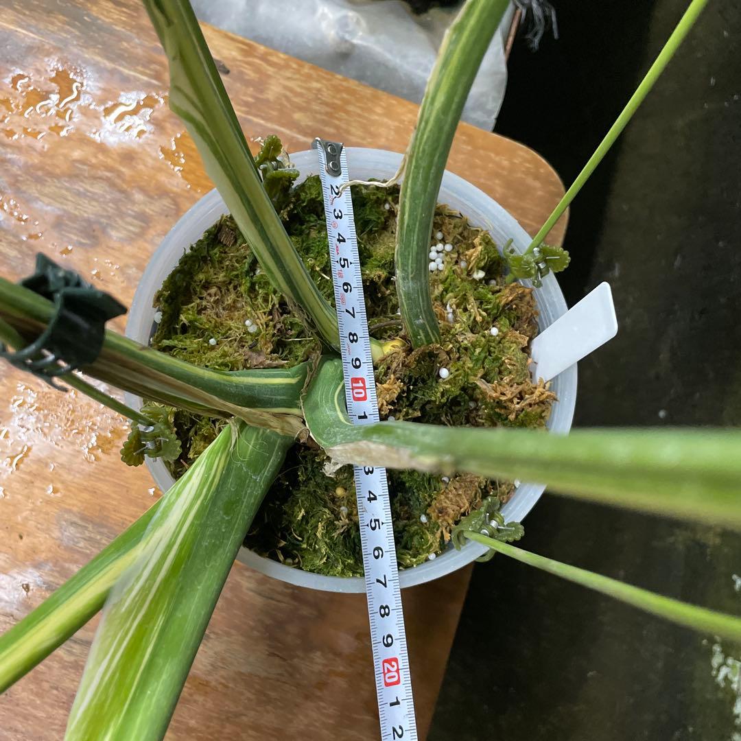 根っこバチバチ　モンステラ　クリームブリュレ　鉢17㎝サイズ