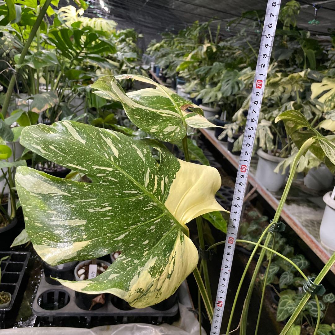 根っこバチバチ　モンステラ　クリームブリュレ　鉢17㎝サイズ