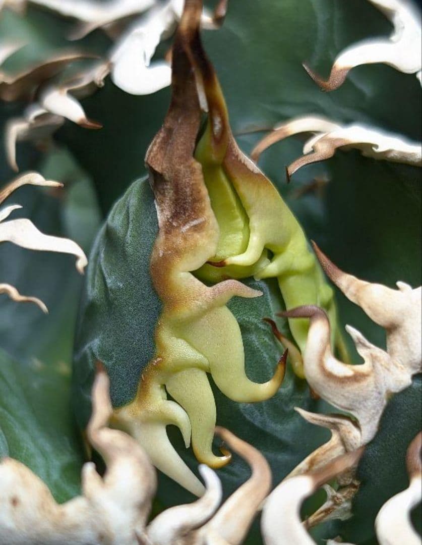 k*o様 【 特価 超優良血統】\"海王\"　アガベ　チタノタ　胴切り天芽子株