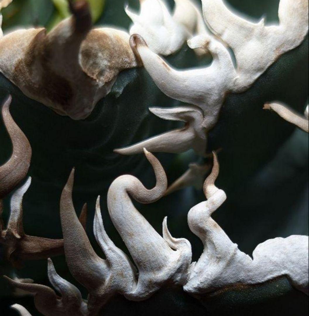 k*o様 【 特価 超優良血統】\"海王\"　アガベ　チタノタ　胴切り天芽子株