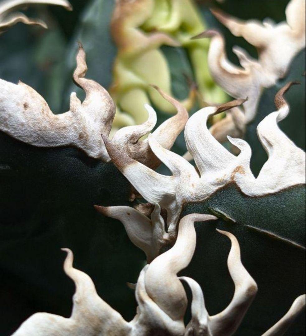 k*o様 【 特価 超優良血統】\"海王\"　アガベ　チタノタ　胴切り天芽子株