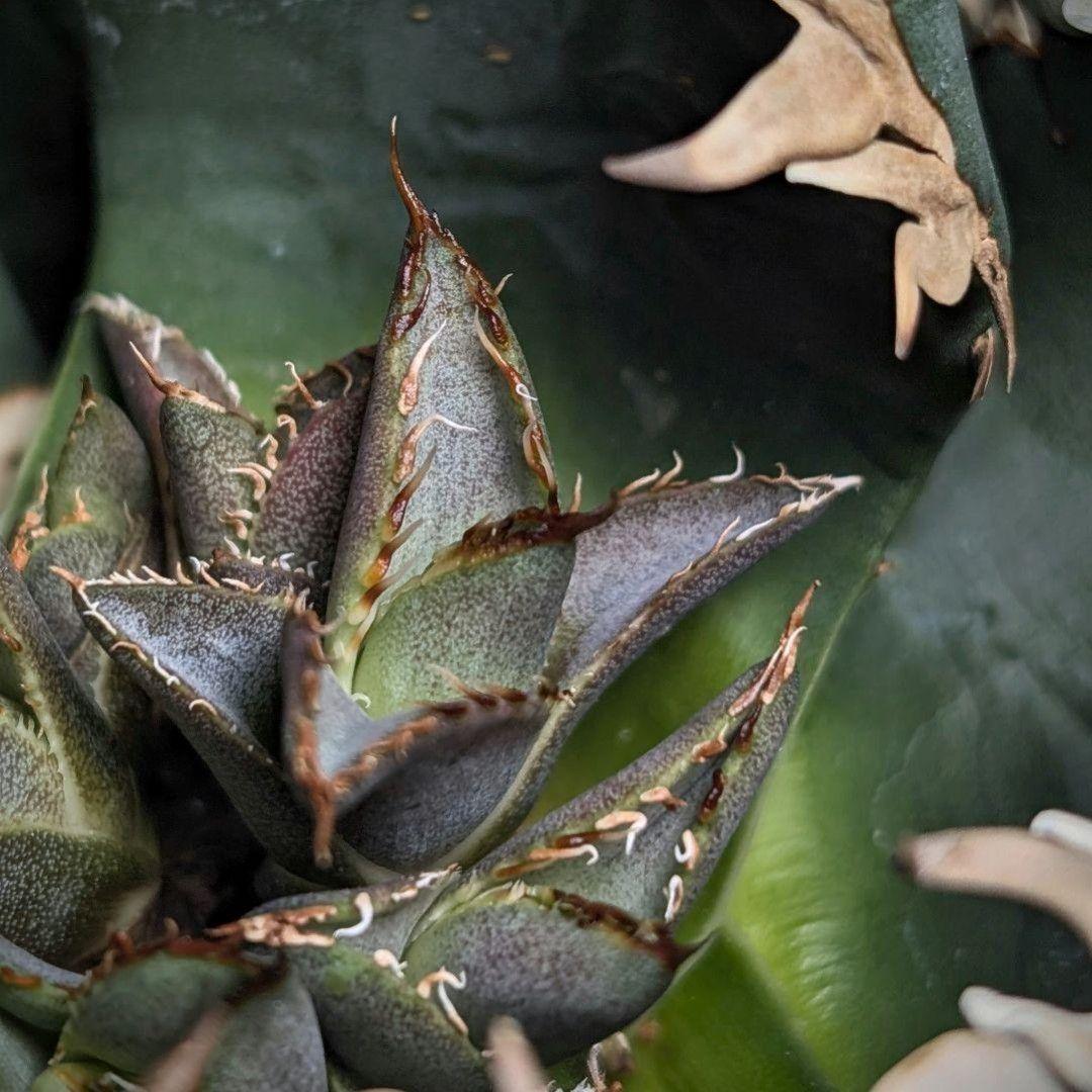 k*o様 【 特価 超優良血統】\"海王\"　アガベ　チタノタ　胴切り天芽子株