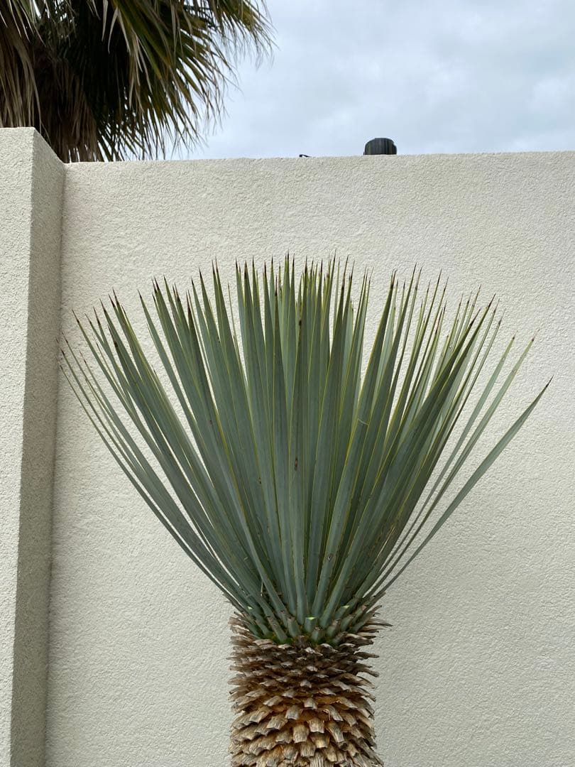 極上品　マルデヌベスver.ロスト