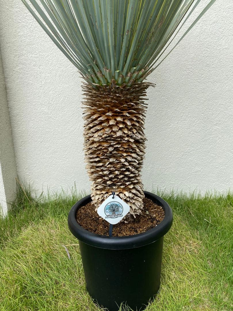 極上品　マルデヌベスver.ロスト