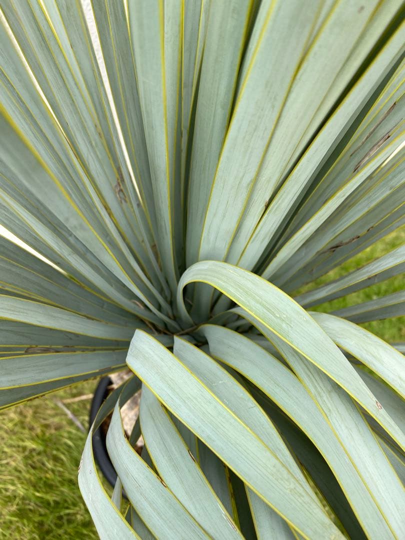 極上品　マルデヌベスver.ロスト