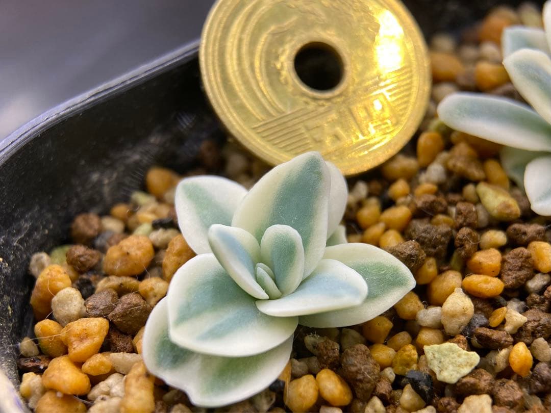 多肉植物　錦　富士　抜き苗　#1    799