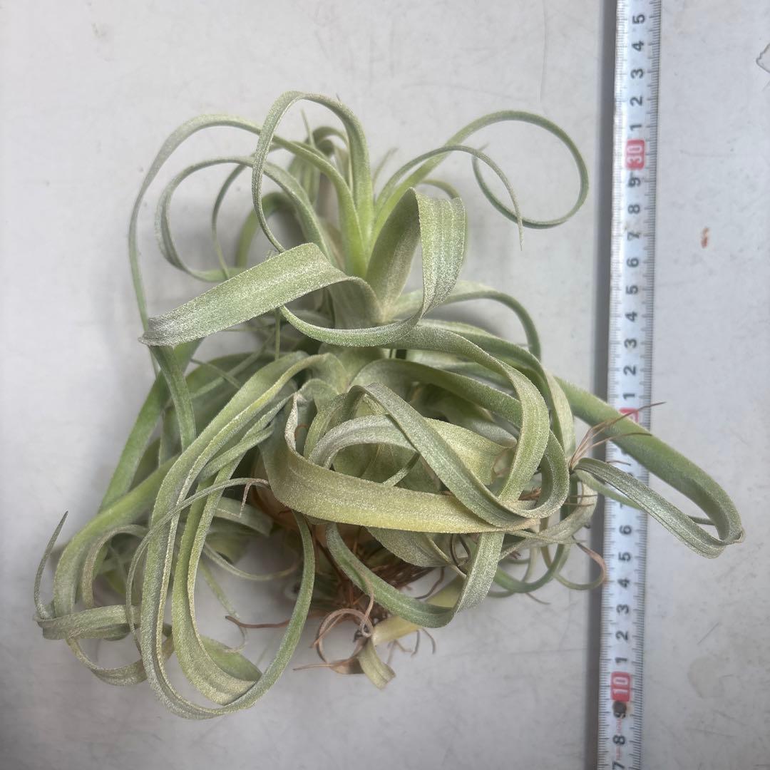 ストレプトフィラ①