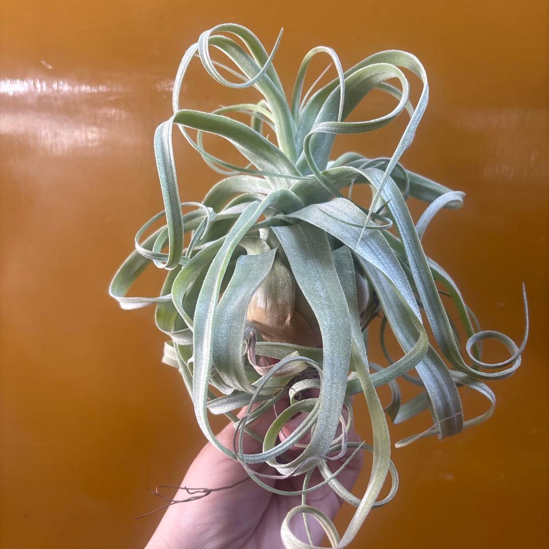 ストレプトフィラ①