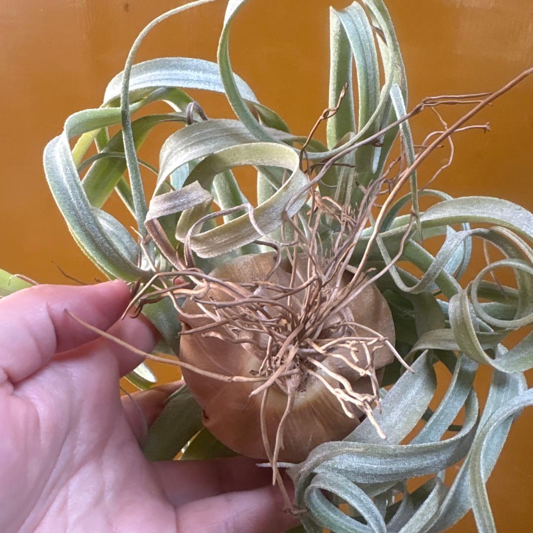 ストレプトフィラ①