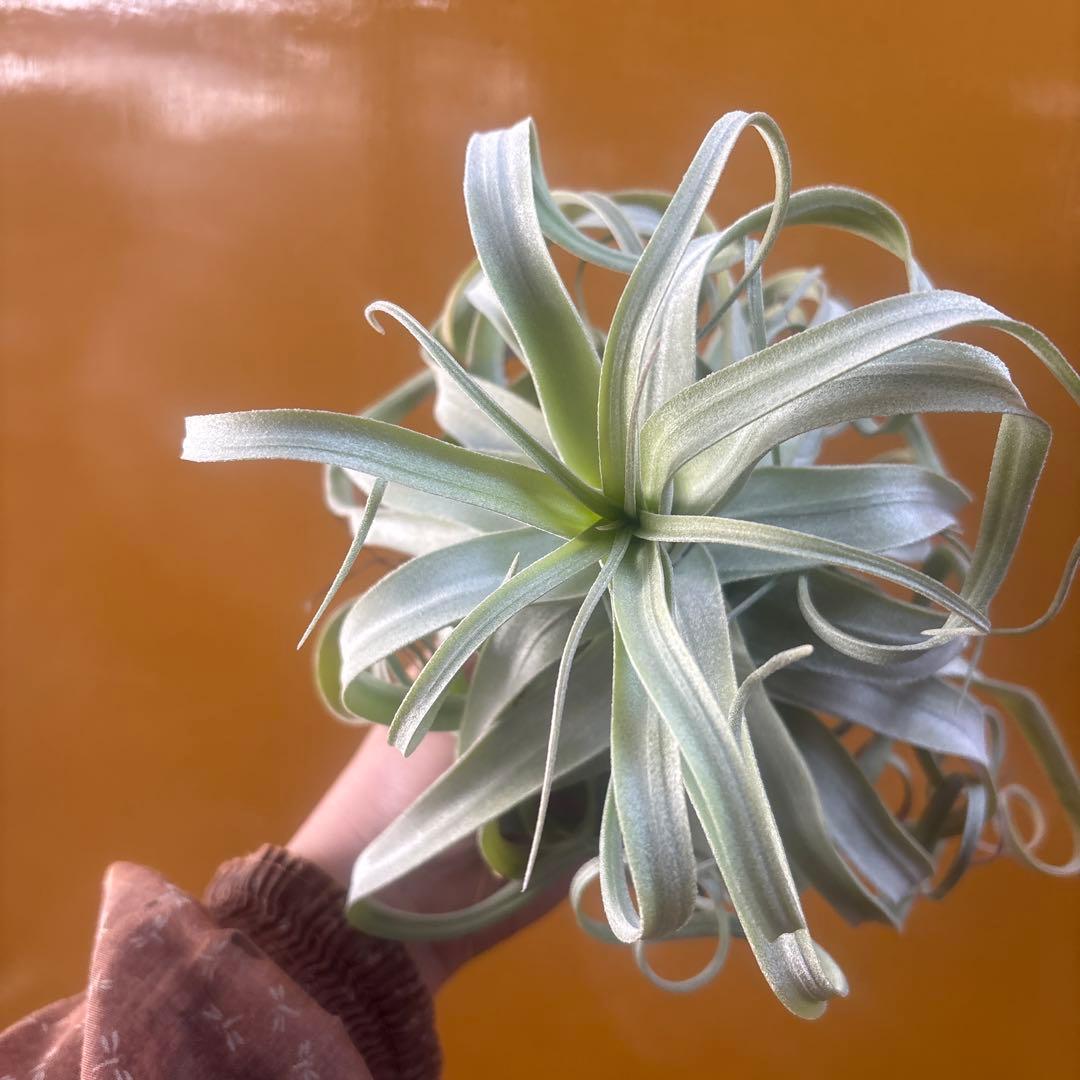 ストレプトフィラ①