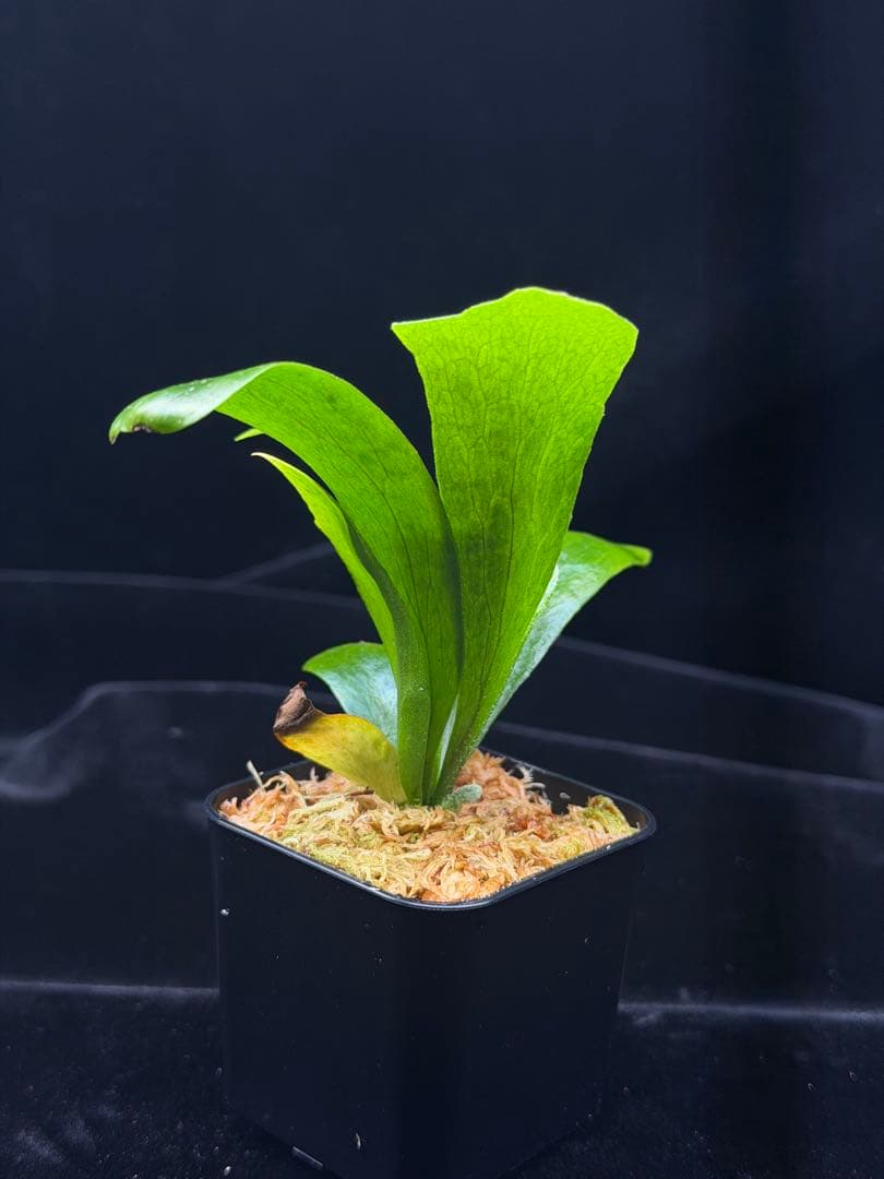 p.Rod Pattison sporelingロッドパティソンビカクシダ - メルカリ