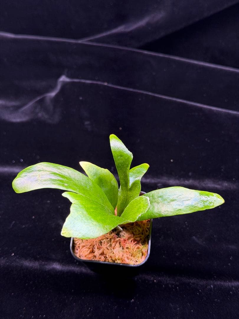 p.Rod Pattison sporelingロッドパティソンビカクシダ - メルカリ