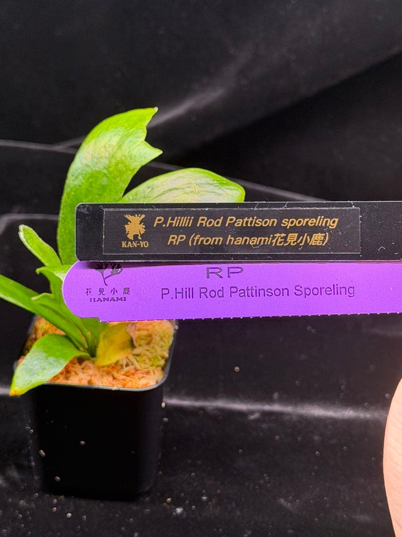 p.Rod Pattison sporelingロッドパティソンビカクシダ - メルカリ