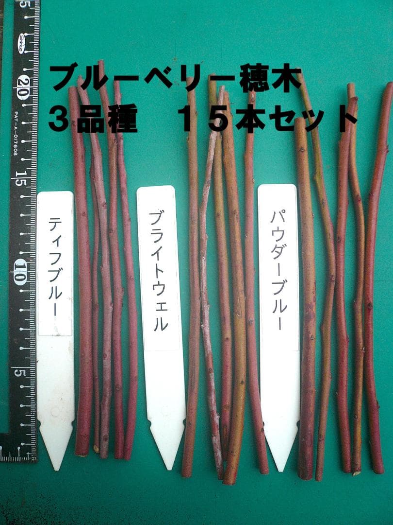 ブルーベリー穂木 3品種 15本セット ラビットアイ系 - メルカリ