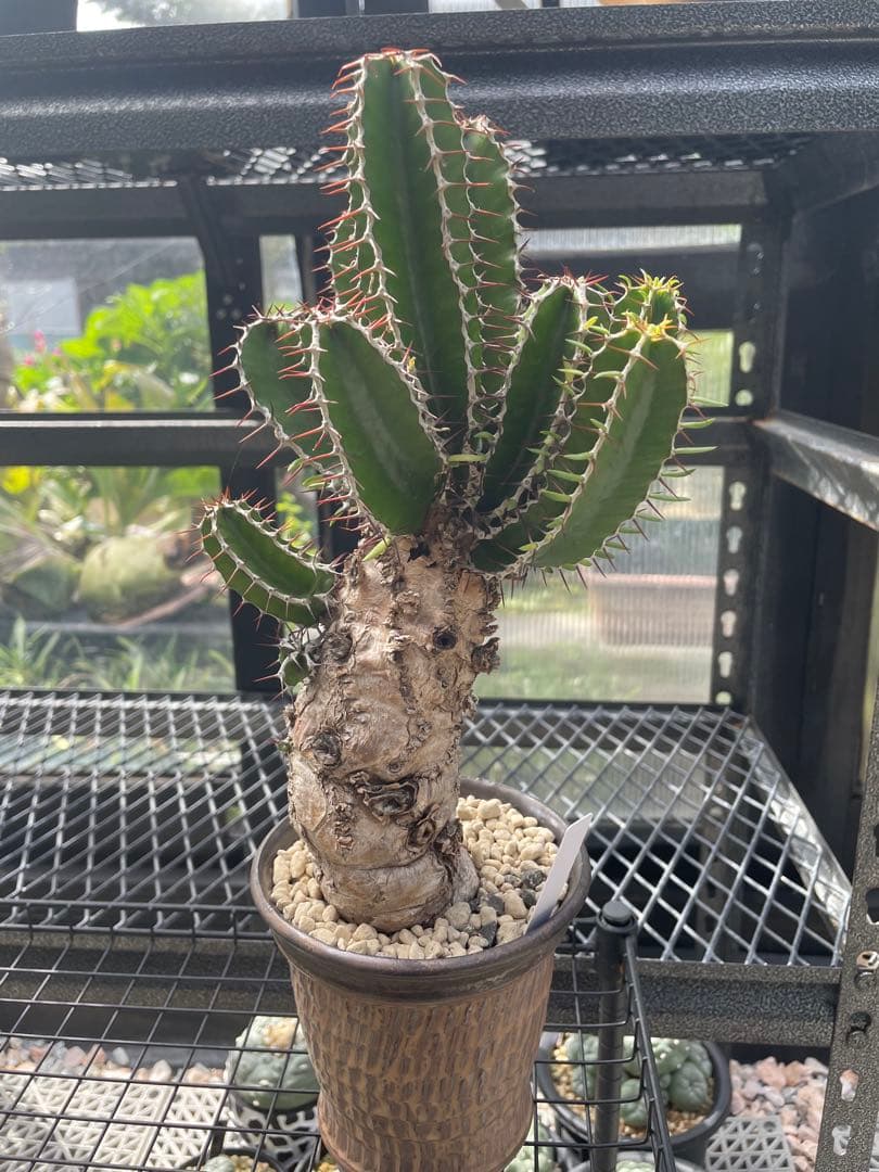 中型 塊根植物 ユーフォルビア ムランジーナ