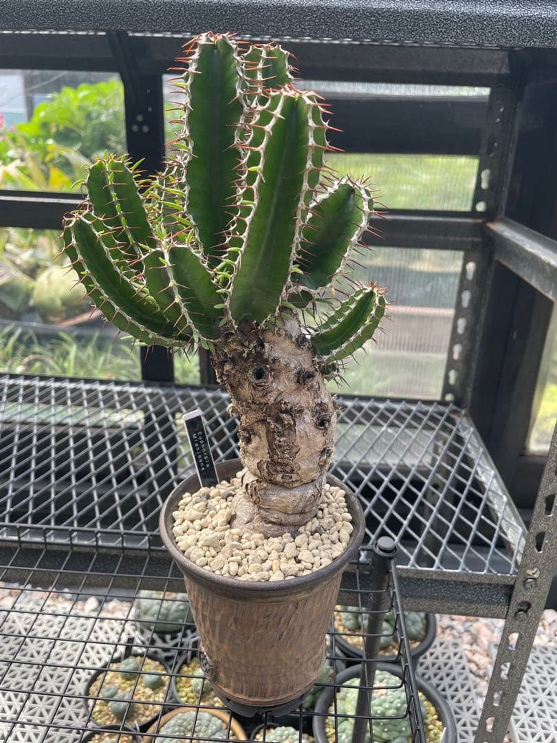 中型 塊根植物 ユーフォルビア ムランジーナ