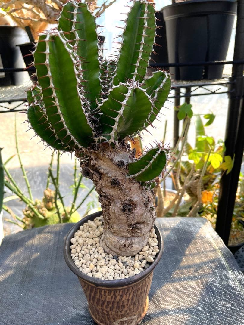 中型 塊根植物 ユーフォルビア ムランジーナ