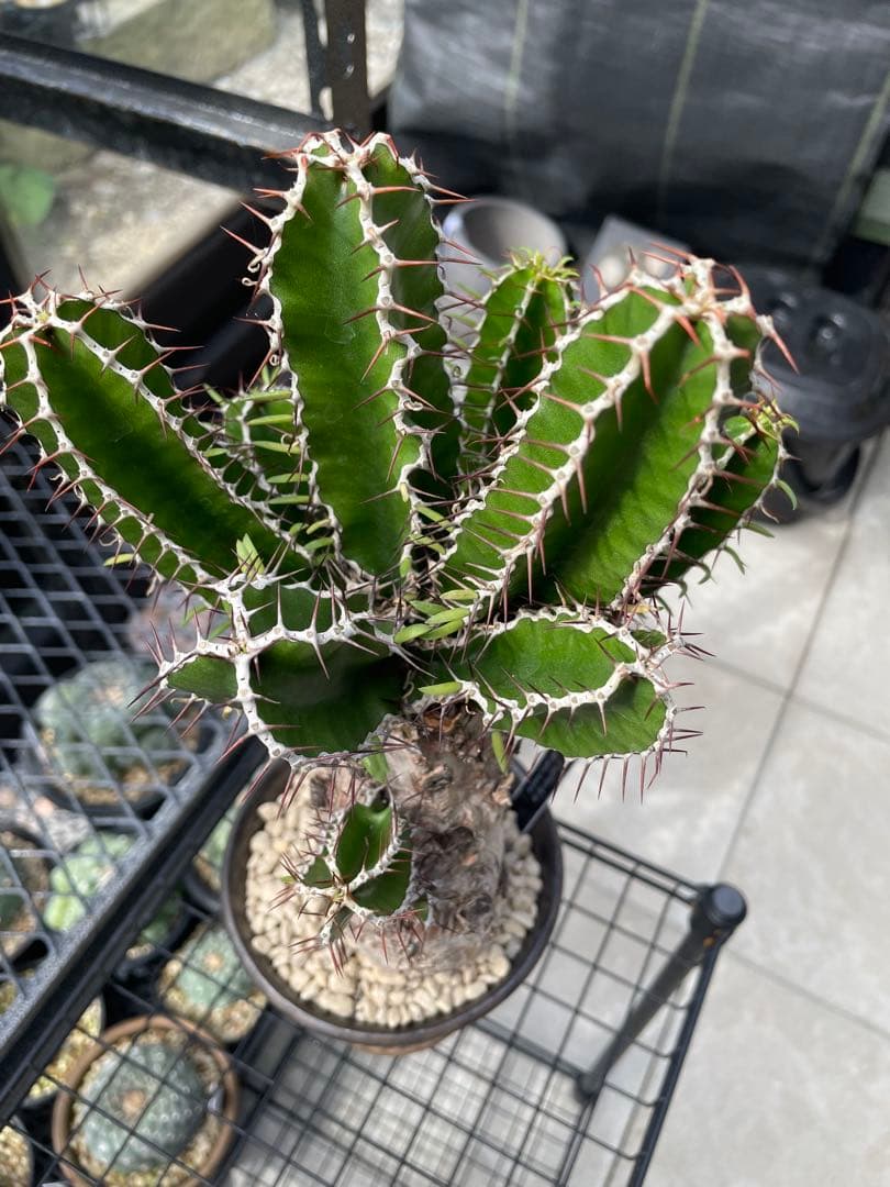 中型 塊根植物 ユーフォルビア ムランジーナ