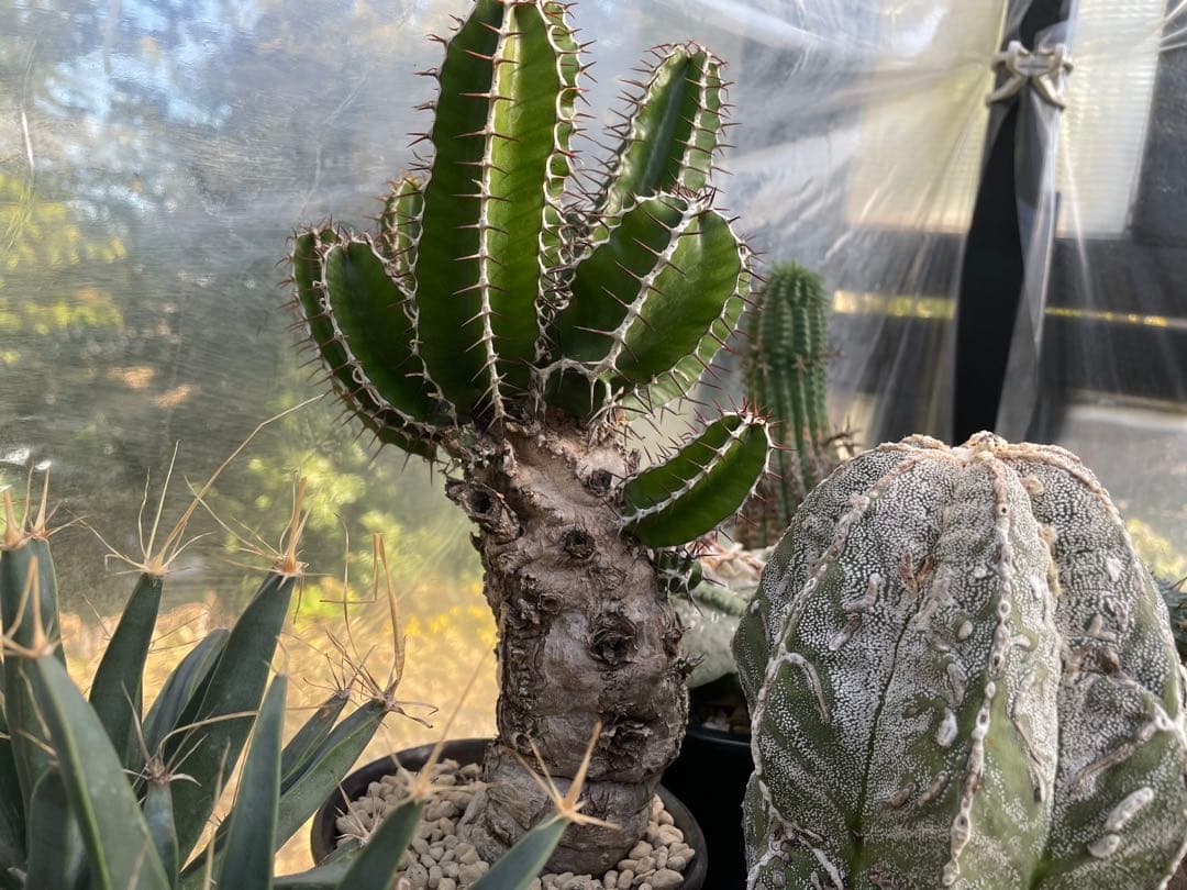 中型 塊根植物 ユーフォルビア ムランジーナ