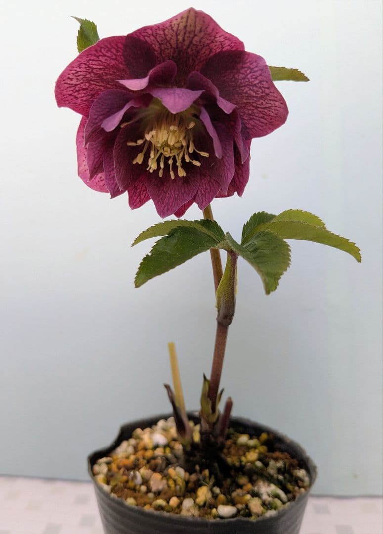 クリスマスローズ レッド ダブル ブロッジ 開花株 10.5センチポット