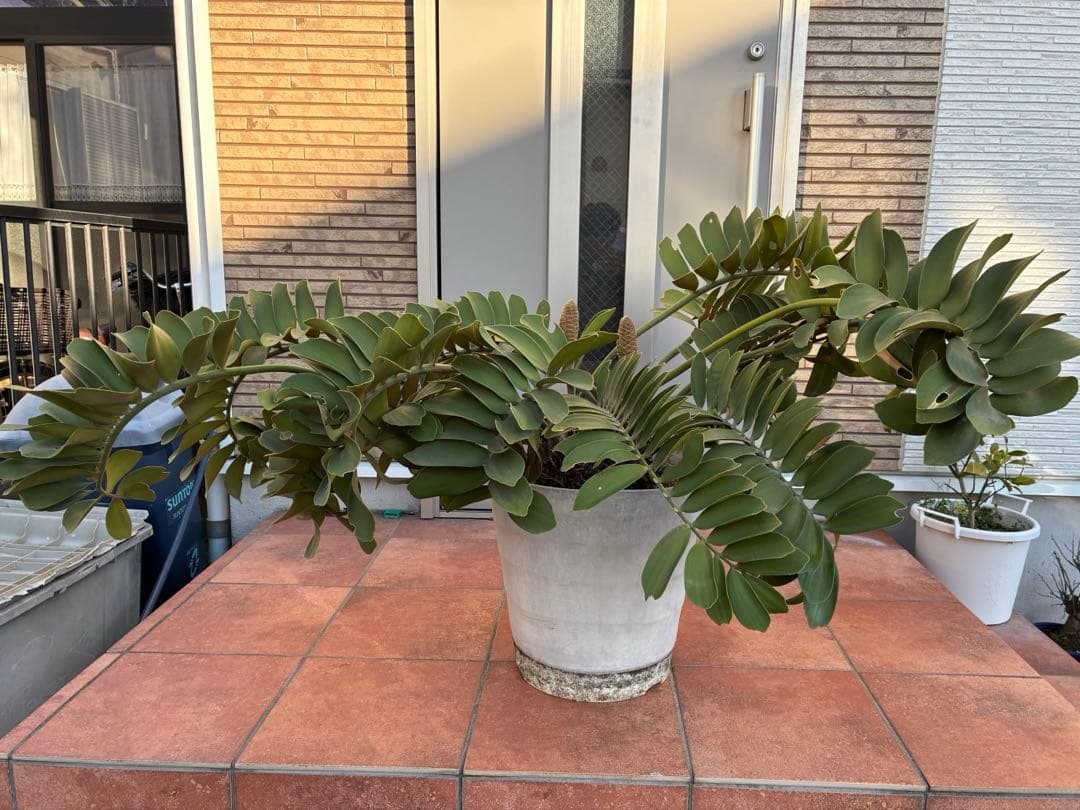 ザミアプミラ（ヒロハザミア）フルフラケア 13号鉢特大2頭株