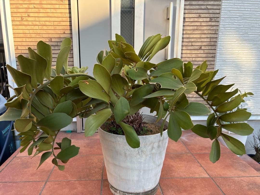 ザミアプミラ（ヒロハザミア）フルフラケア 13号鉢特大2頭株