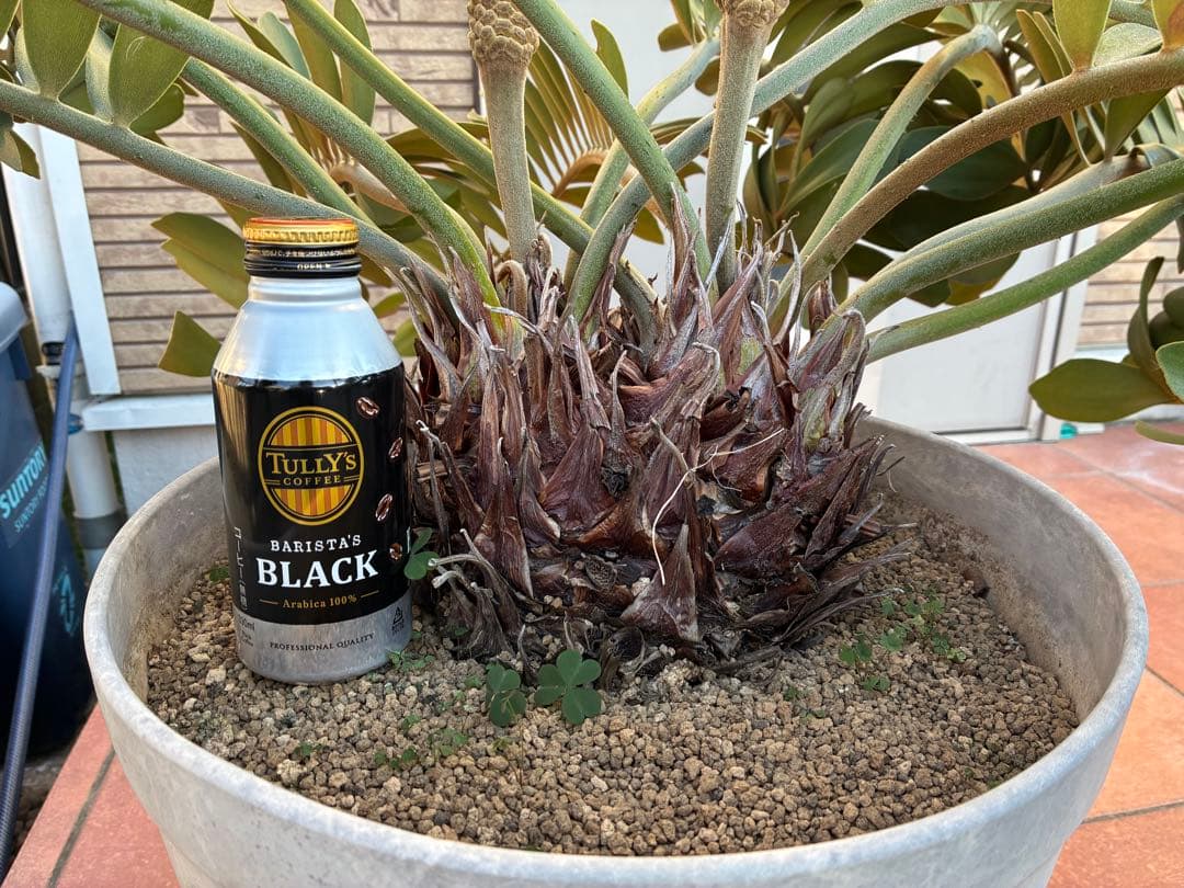 ザミアプミラ（ヒロハザミア）フルフラケア 13号鉢特大2頭株