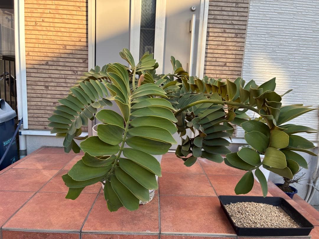 ザミアプミラ（ヒロハザミア）フルフラケア 13号鉢特大2頭株