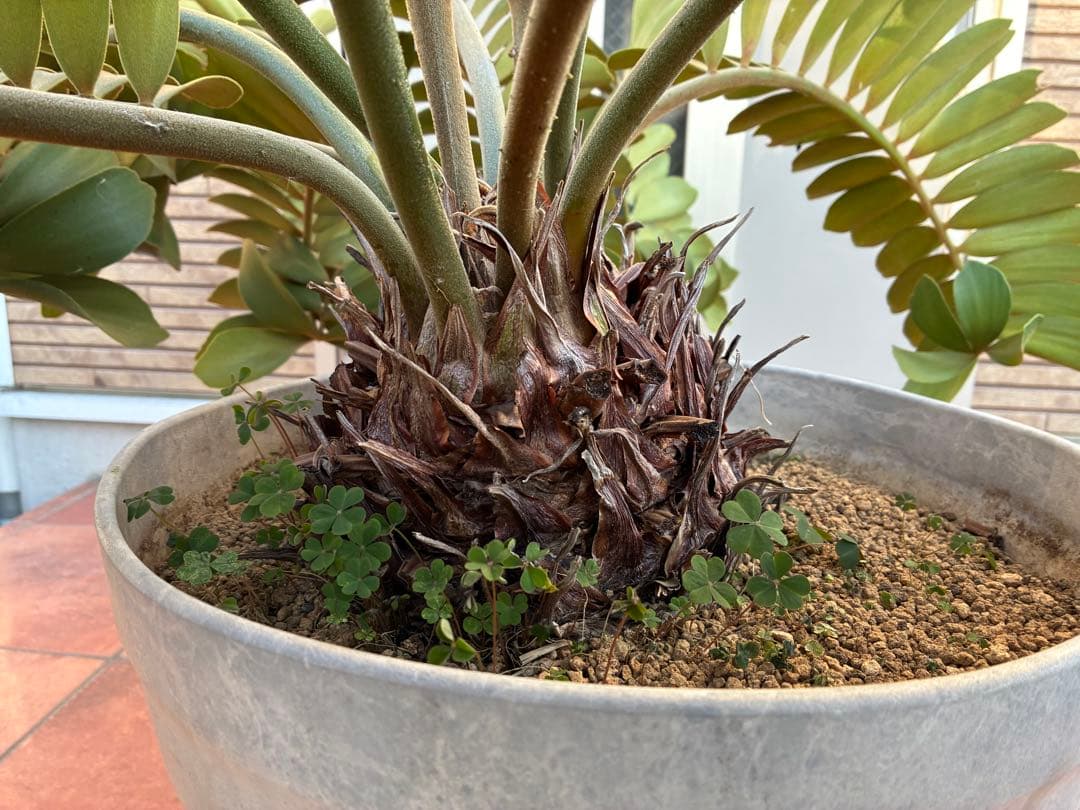 ザミアプミラ（ヒロハザミア）フルフラケア 13号鉢特大2頭株