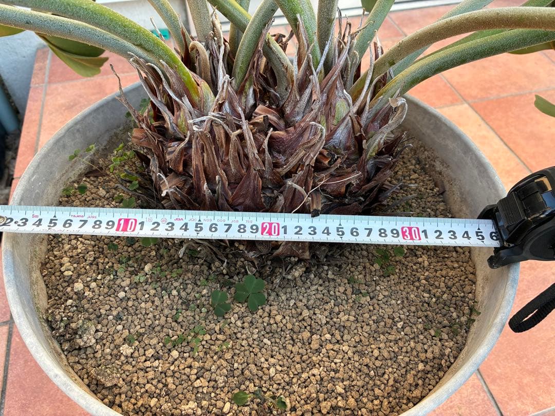 ザミアプミラ（ヒロハザミア）フルフラケア 13号鉢特大2頭株