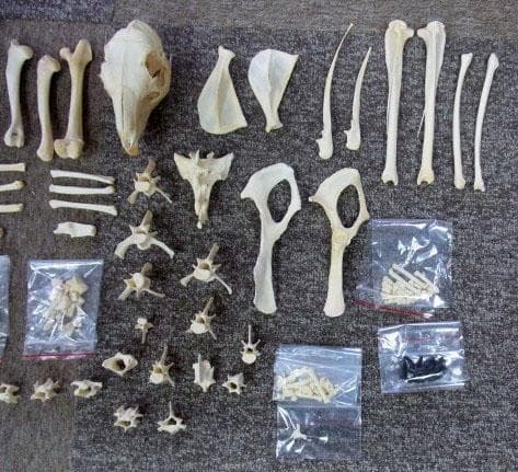 マーラ　Mara　全身骨格標本