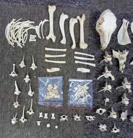 マーラ　Mara　全身骨格標本