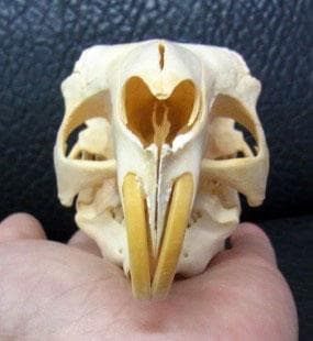 マーラ　Mara　全身骨格標本