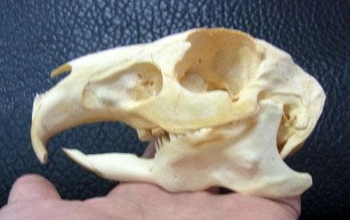 マーラ　Mara　全身骨格標本