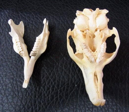 マーラ　Mara　全身骨格標本