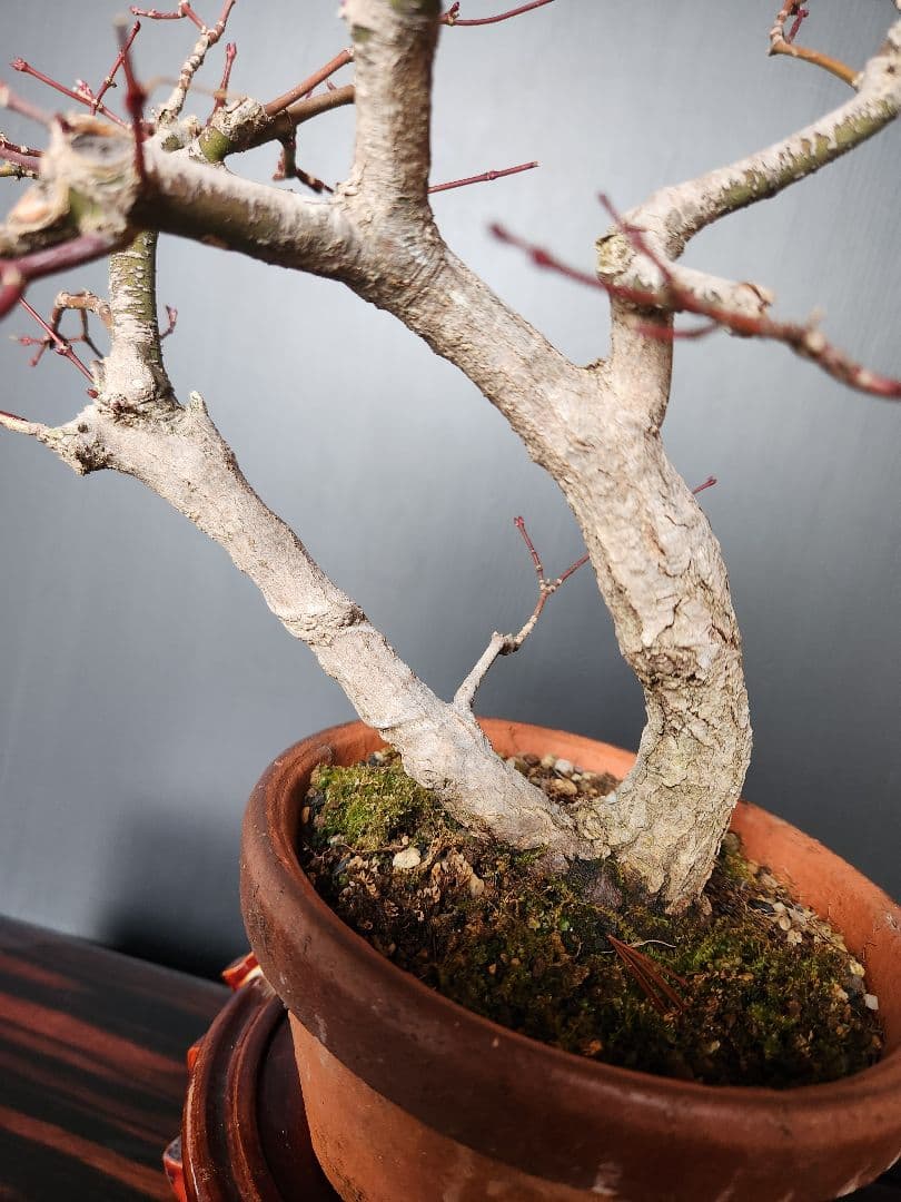 紅葉 もみじ 紅葉盆栽 もみじ盆栽 楓 カエデ