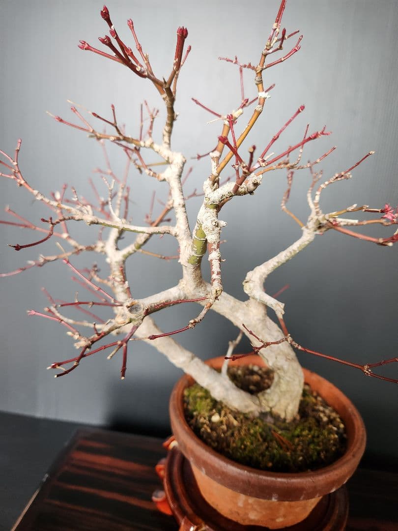 紅葉 もみじ 紅葉盆栽 もみじ盆栽 楓 カエデ