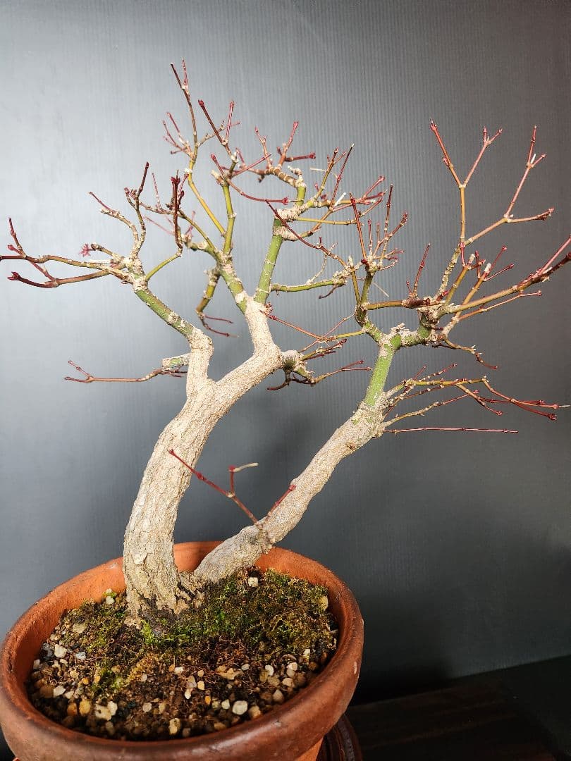 紅葉 もみじ 紅葉盆栽 もみじ盆栽 楓 カエデ