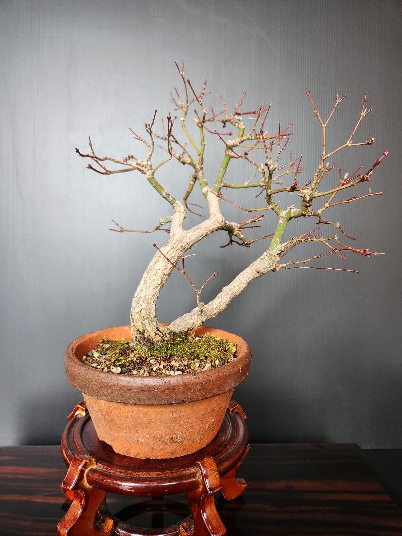 紅葉 もみじ 紅葉盆栽 もみじ盆栽 楓 カエデ