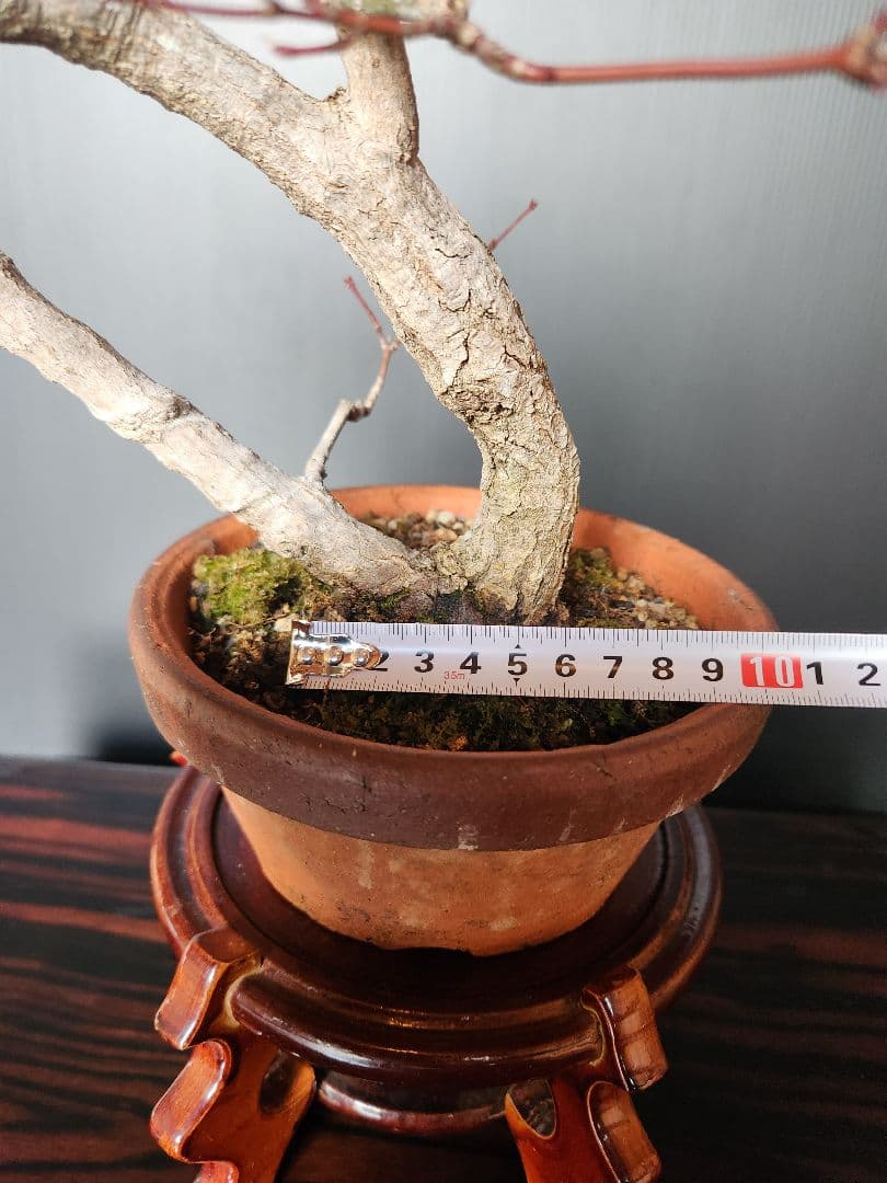 紅葉 もみじ 紅葉盆栽 もみじ盆栽 楓 カエデ