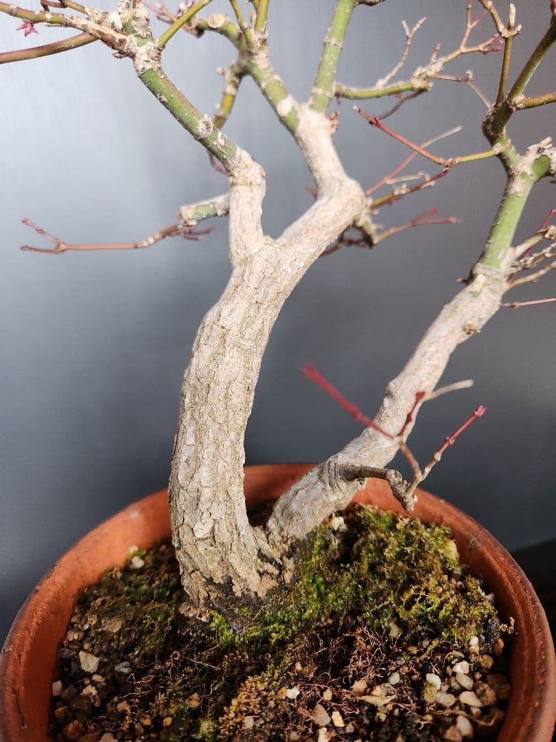 紅葉 もみじ 紅葉盆栽 もみじ盆栽 楓 カエデ