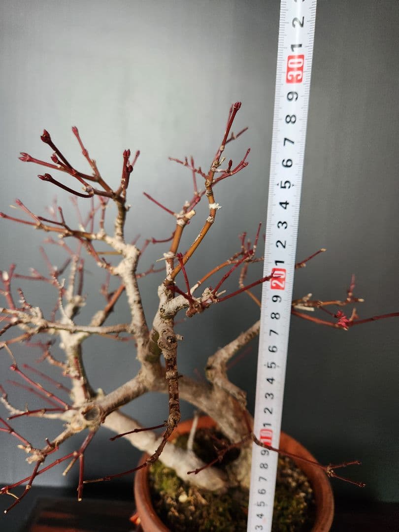 紅葉 もみじ 紅葉盆栽 もみじ盆栽 楓 カエデ