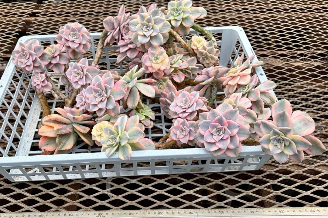 確認専用出品‼️エケベリア　パープルディライト　特大群生