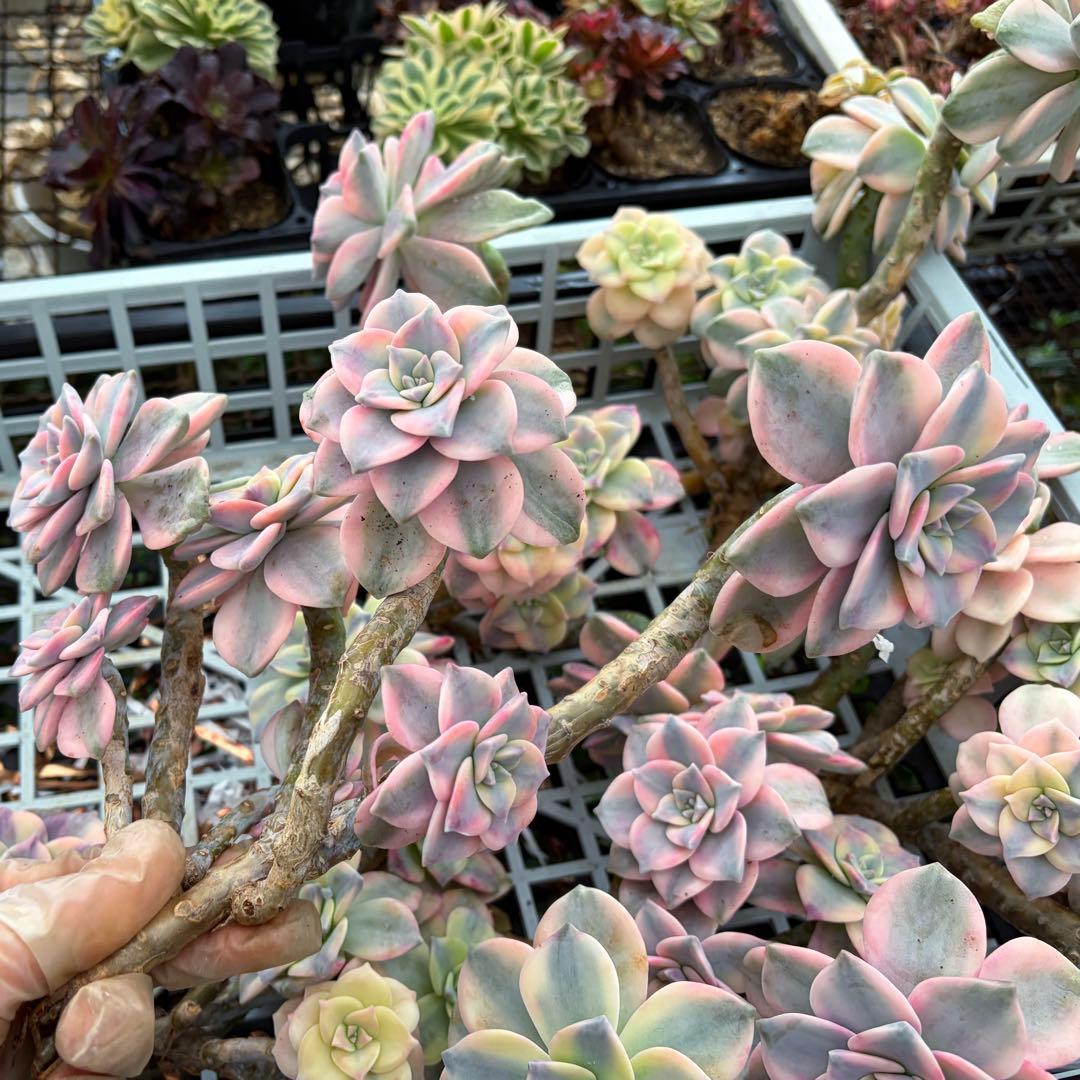 確認専用出品‼️エケベリア　パープルディライト　特大群生