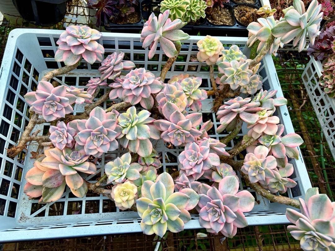 確認専用出品‼️エケベリア　パープルディライト　特大群生