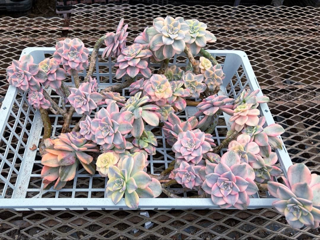 確認専用出品‼️エケベリア　パープルディライト　特大群生