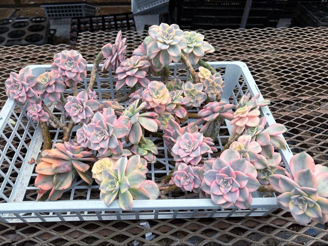 確認専用出品‼️エケベリア　パープルディライト　特大群生