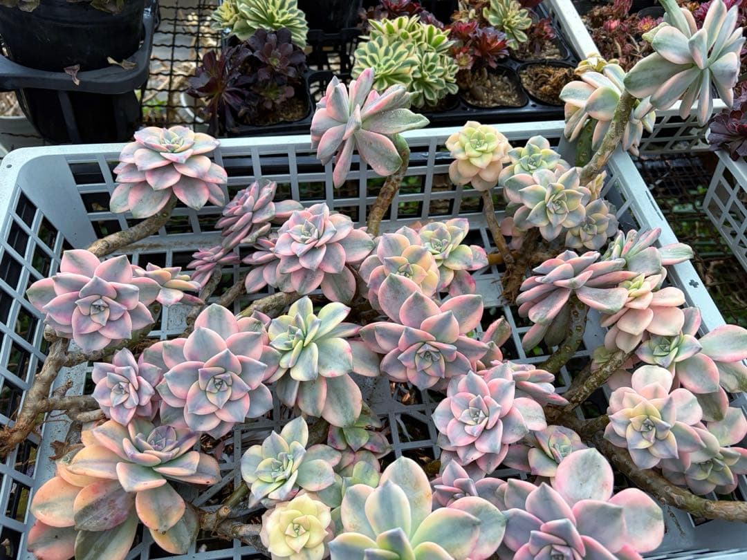 確認専用出品‼️エケベリア　パープルディライト　特大群生