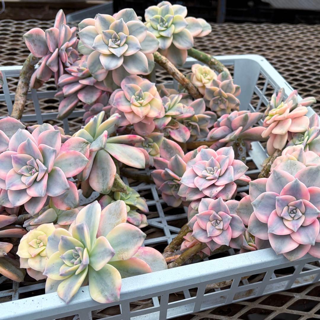 確認専用出品‼️エケベリア　パープルディライト　特大群生